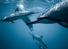 华体会下载-各个惊艳！官方带你回顾英超史上那些精彩的任意球破门